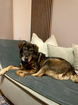 Bruno, Schäferhund-Mischling - Rüde