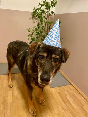 Bruno, Schäferhund-Mischling - Rüde
