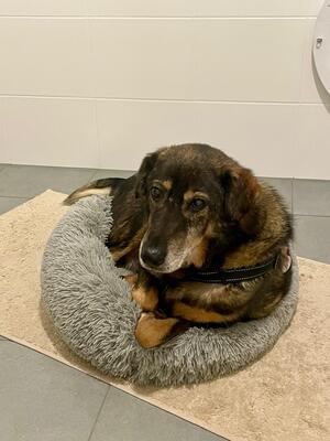 Bruno, Schäferhund-Mischling - Rüde