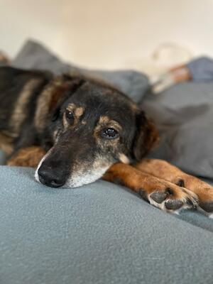 Bruno, Schäferhund-Mischling - Rüde