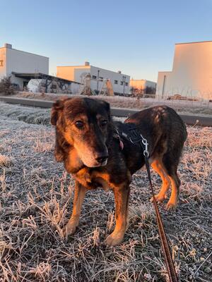 Bruno, Schäferhund-Mischling - Rüde