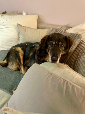 Bruno, Schäferhund-Mischling - Rüde