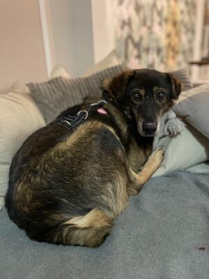 Bruno, Schäferhund-Mischling - Rüde