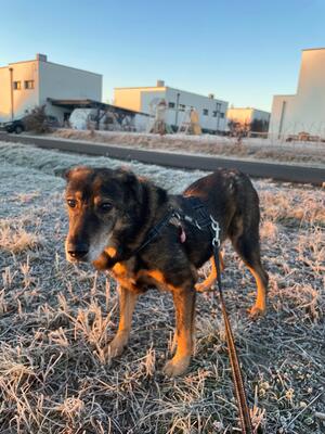 Bruno, Schäferhund-Mischling - Rüde