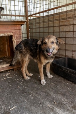 😎 Bruno – der Gentleman im grauen Fellanzug sucht sein Lieblingssofa! 🐶