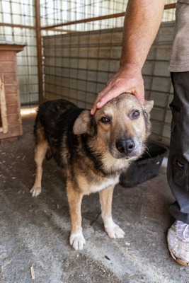 😎 Bruno – der Gentleman im grauen Fellanzug sucht sein Lieblingssofa! 🐶, Mischling - Rüde