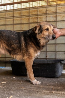 😎 Bruno – der Gentleman im grauen Fellanzug sucht sein Lieblingssofa! 🐶, Mischling - Rüde