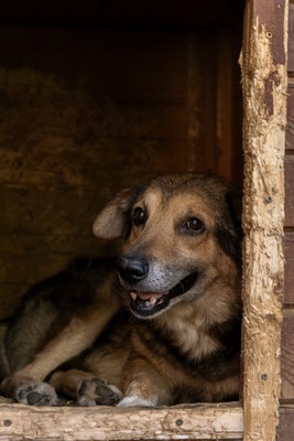 😎 Bruno – der Gentleman im grauen Fellanzug sucht sein Lieblingssofa! 🐶, Mischling - Rüde