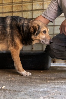 😎 Bruno – der Gentleman im grauen Fellanzug sucht sein Lieblingssofa! 🐶, Mischling - Rüde