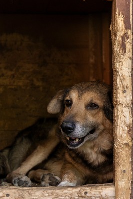 😎 Bruno – der Gentleman im grauen Fellanzug sucht sein Lieblingssofa! 🐶, Mischling - Rüde