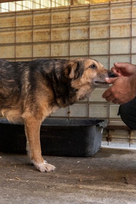 😎 Bruno – der Gentleman im grauen Fellanzug sucht sein Lieblingssofa! 🐶, Mischling - Rüde