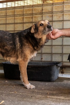 😎 Bruno – der Gentleman im grauen Fellanzug sucht sein Lieblingssofa! 🐶, Mischling - Rüde
