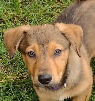 😊Bruno kleiner Mixwelpe sollte das Tierheim möglichst bald verlassen dürfen, denn das ist kein Ort für einen so lebenslustigen und interessierten kleinen Kerl😉, Mischlingswelpe Welpen - Rüde