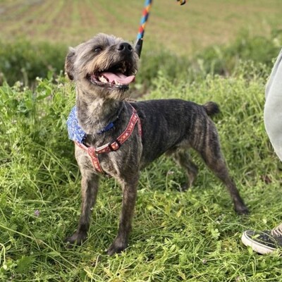 Bruno - liebt Aufmerksamkeit & Nähe zum Menschen 😙, Mix - Rüde