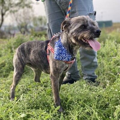 Bruno - liebt Aufmerksamkeit & Nähe zum Menschen 😙, Mix - Rüde