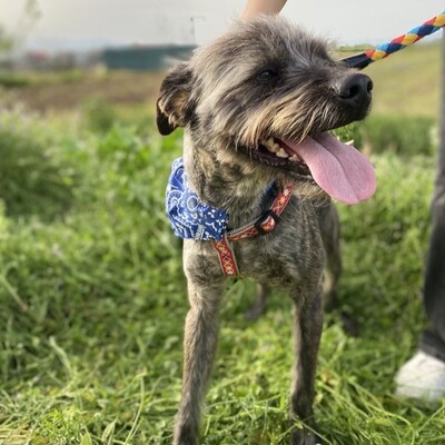 Bruno - liebt Aufmerksamkeit & Nähe zum Menschen 😙, Mix - Rüde