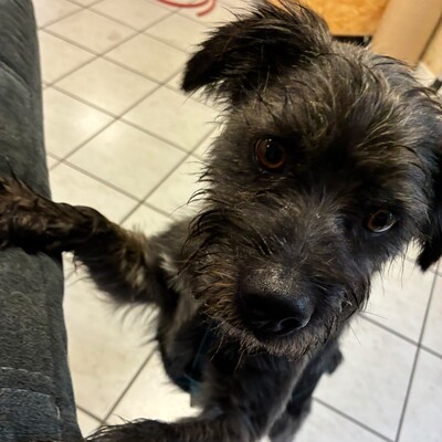 Bruno - liebt Aufmerksamkeit & Nähe zum Menschen 😙, Mix - Rüde