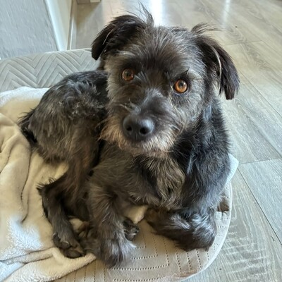 Bruno - liebt Aufmerksamkeit & Nähe zum Menschen 😙, Mix - Rüde