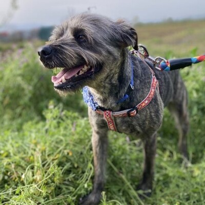 Bruno - liebt die Aufmerksamkeit und die Nähe zum Menschen, Mix - Rüde