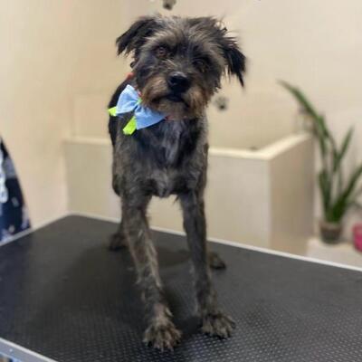 Bruno -  liebt die Aufmerksamkeit und die Nähe zum Menschen