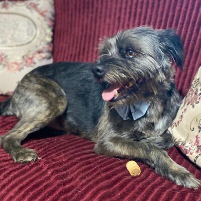 Bruno - liebt die Aufmerksamkeit und die Nähe zum Menschen, Mix - Rüde