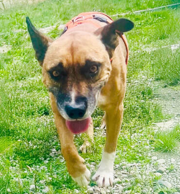 Bruno - menschenbezogen, fröhlich, zutraulich, anhänglich, aktiv, bewegungsfreudig, starker Jagdtrieb, nicht zu anderen Tieren, American Pitbull Terrier Mischling (Video-Link vorhanden) - Österreich - Rüde