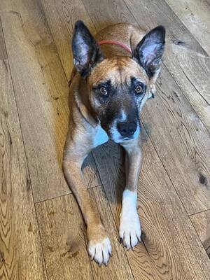 Bruno - menschenbezogen, fröhlich, zutraulich, anhänglich, aktiv, bewegungsfreudig, starker Jagdtrieb, nicht zu anderen Tieren, American Pitbull Terrier Mischling (Video-Link vorhanden) - Österreich - Rüde