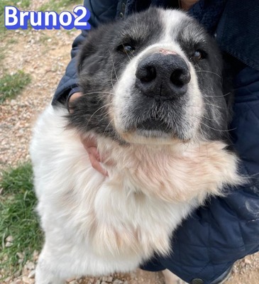 Bruno2