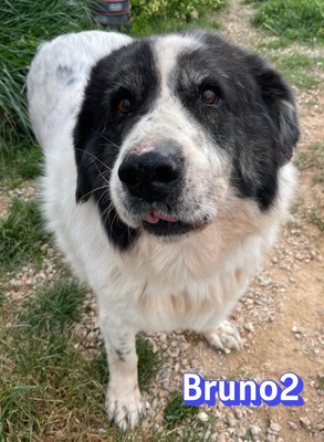 Bruno2, Herdi-Mischling - Rüde