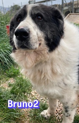 Bruno2, Herdi-Mischling - Rüde