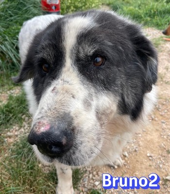 Bruno2, Herdi-Mischling - Rüde