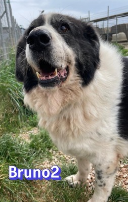 Bruno2, Herdi-Mischling - Rüde