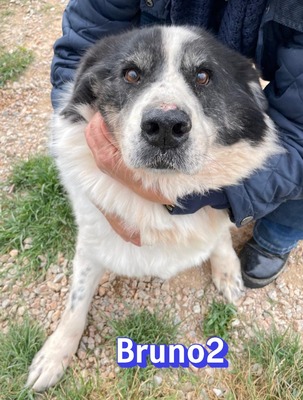 Bruno2, Herdi-Mischling - Rüde