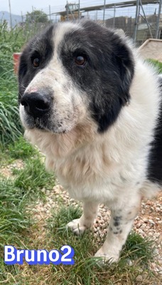 Bruno2, Herdi-Mischling - Rüde