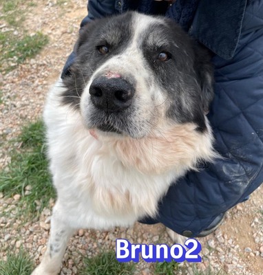 Bruno2, Herdi-Mischling - Rüde