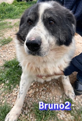 Bruno2, Herdi-Mischling - Rüde