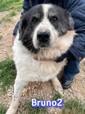 Bruno2, Herdi-Mischling - Rüde