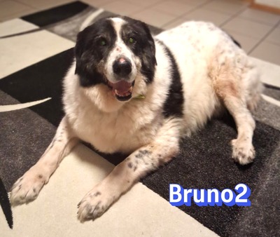 Bruno2, Herdi-Mischling - Rüde