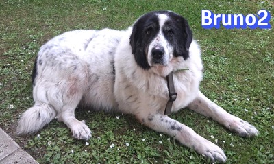 Bruno2, Herdi-Mischling - Rüde