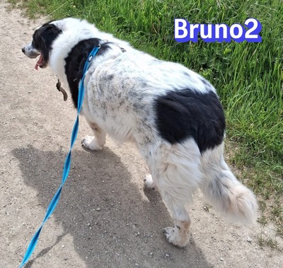 Bruno2, Herdi-Mischling - Rüde