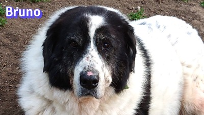 Bruno2, Herdi-Mischling - Rüde