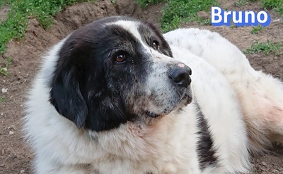Bruno2, Herdi-Mischling - Rüde