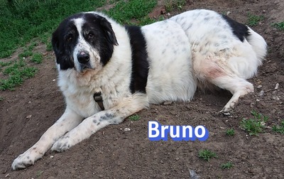 Bruno2, Herdi-Mischling - Rüde