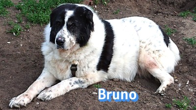 Bruno2, Herdi-Mischling - Rüde