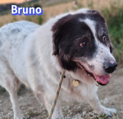 Bruno2, Herdi-Mischling - Rüde