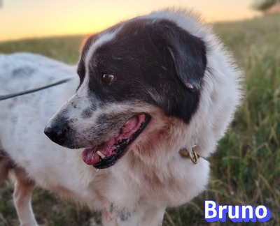 Bruno2, Herdi-Mischling - Rüde