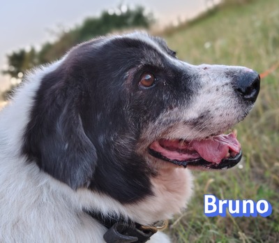 Bruno2, Herdi-Mischling - Rüde