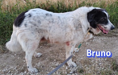 Bruno2, Herdi-Mischling - Rüde