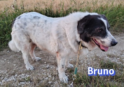 Bruno2, Herdi-Mischling - Rüde