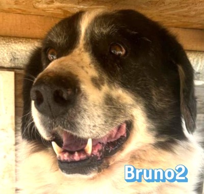 Bruno2, Hirtenhund-Mix - Rüde
